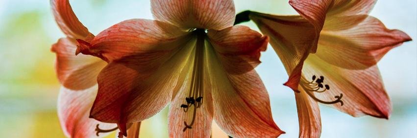 Klangmuseum's profile banner image