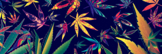 NoDuduZone's profile banner image