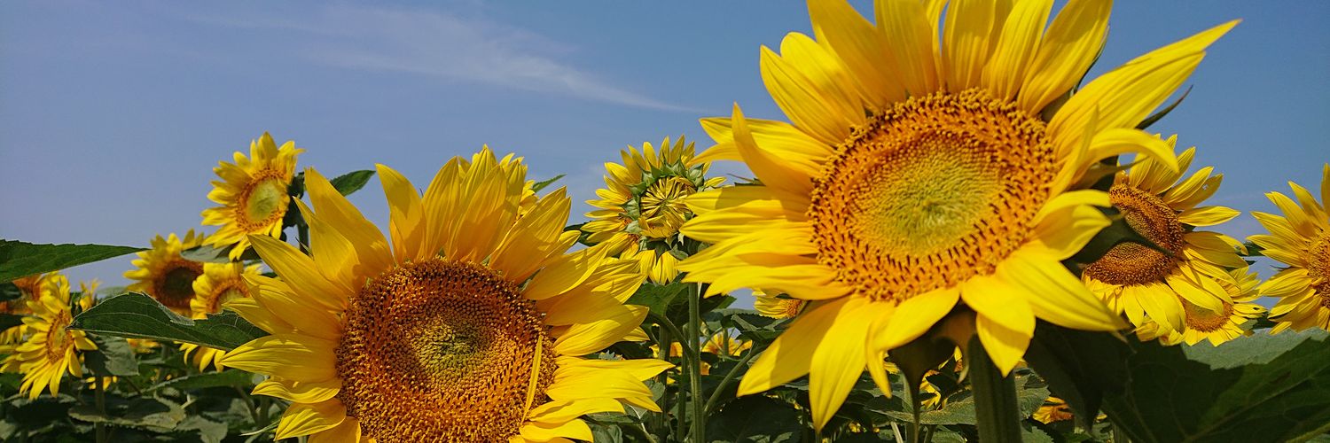 0232_e's profile banner image