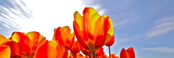 IABC_NL's profile banner image