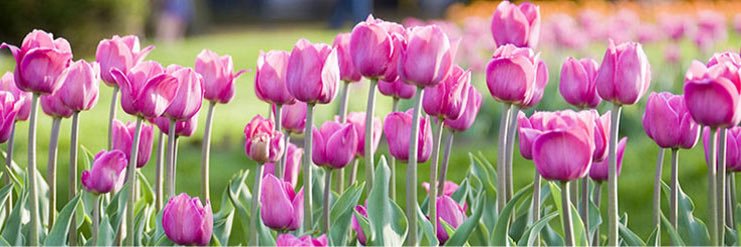 Codsall_Wergs's profile banner image
