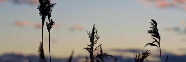 dbekkali1's profile banner image