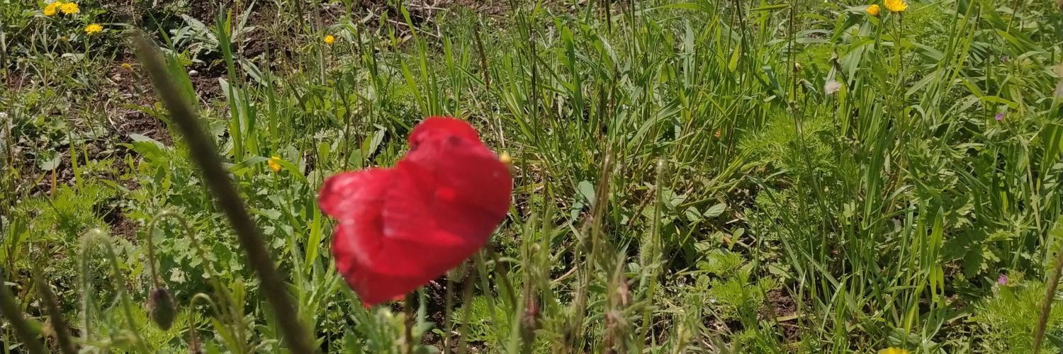 dilekdevrim17's profile banner image