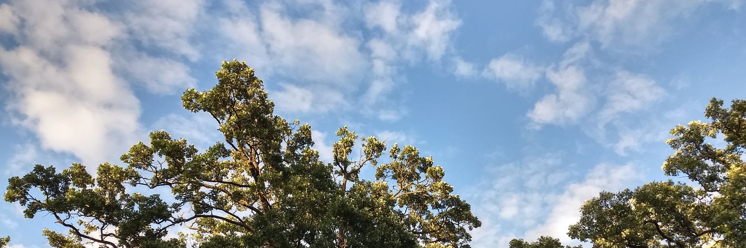 JavaFrog3's profile banner image