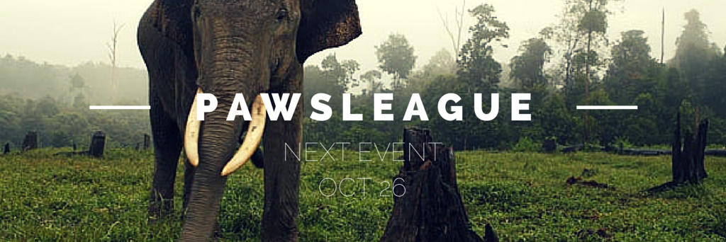 pawsleague's profile banner image