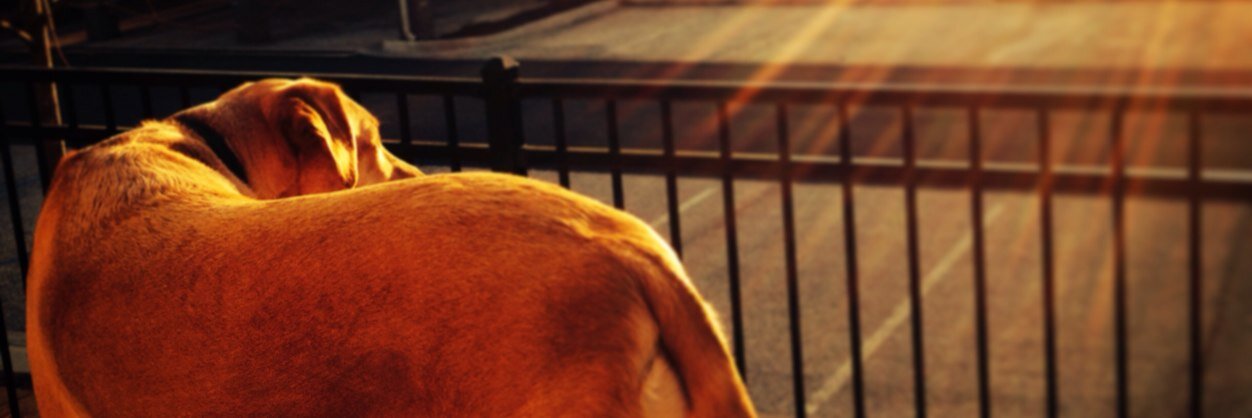 Amber banner