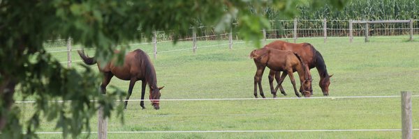 Haney Horse Farm Profile Banner