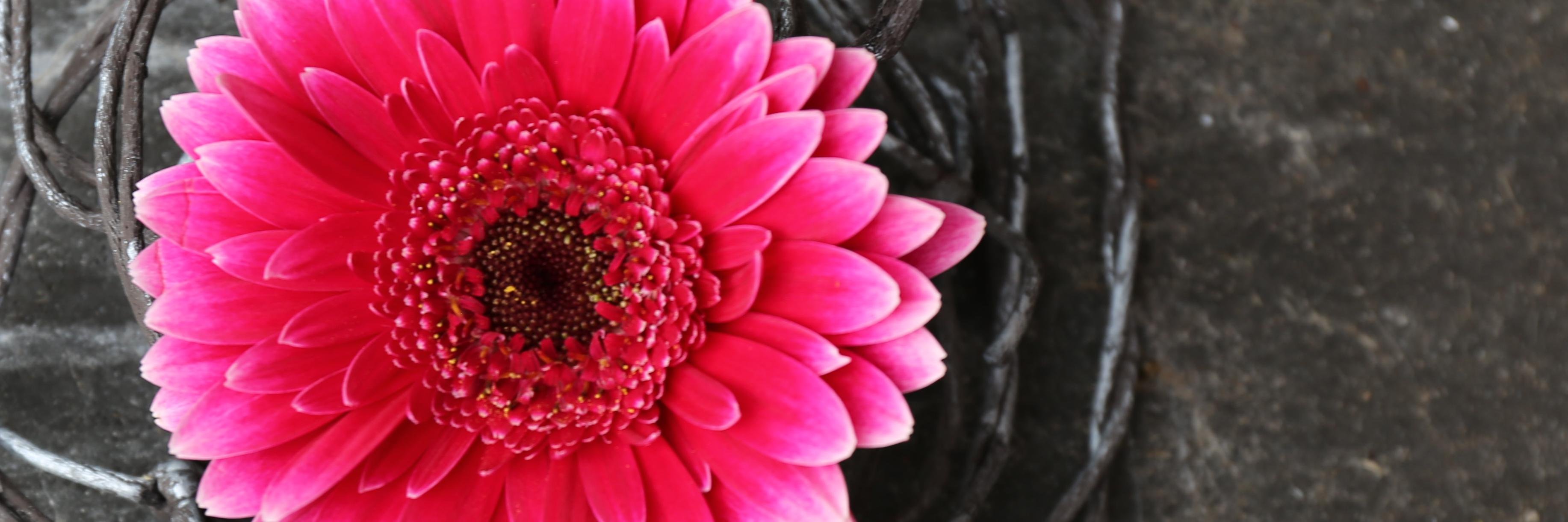 PnkStrwbrry's profile banner image