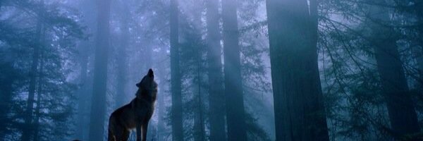 _______ool's profile banner image