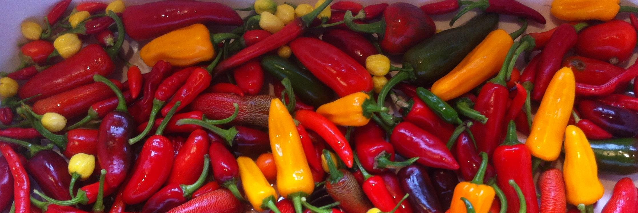 LoneStarChilli's profile banner image