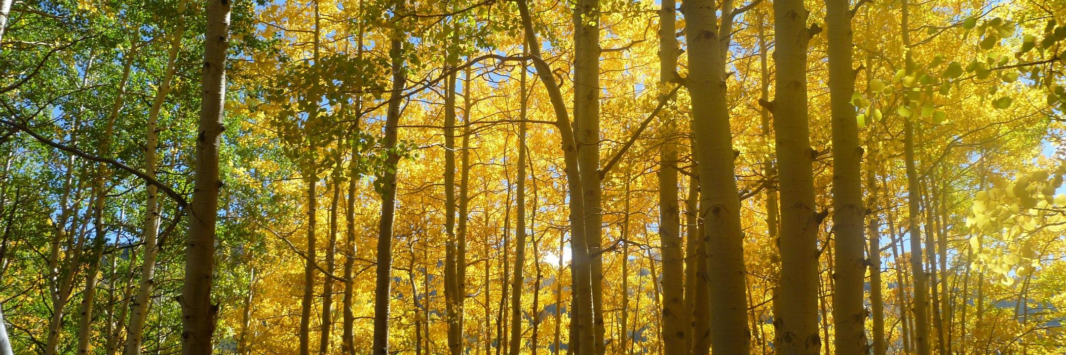 Eric Schneider banner