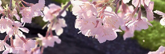 cheri ⁺໒꒱ིྀ༝ banner