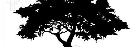 metatrees's profile banner image