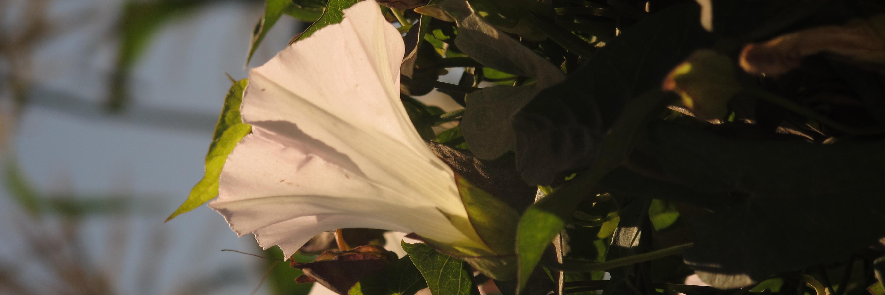 JacqueMoyano's profile banner image