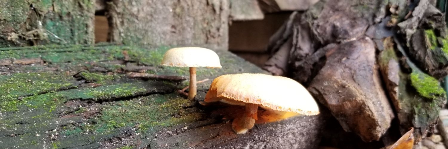 dank_daily's profile banner image