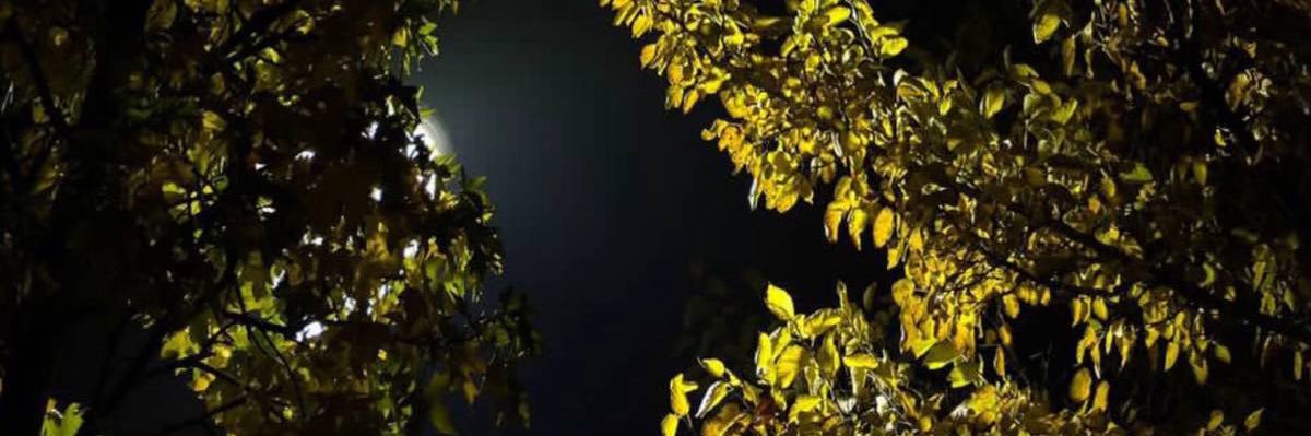 n1cv11's profile banner image