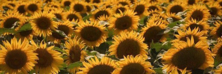 WendyKabler's profile banner image