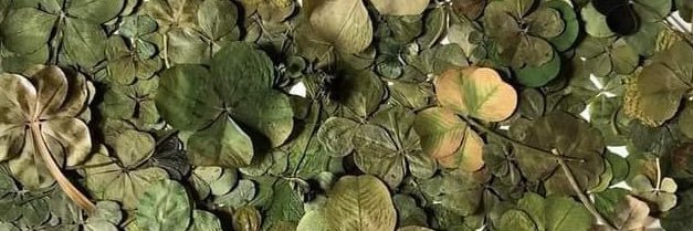 trinrenaee's profile banner image