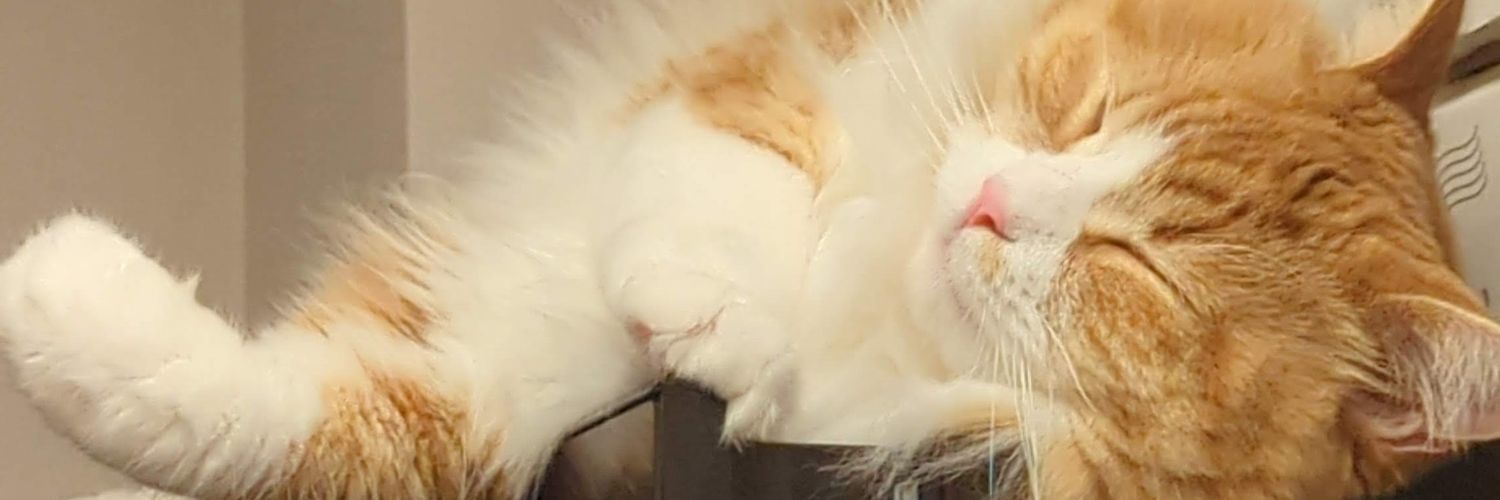 ねこすい's banner