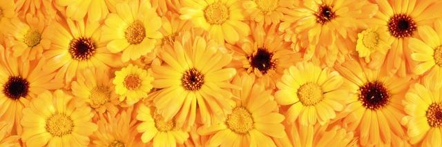 ChristyKalm's profile banner image