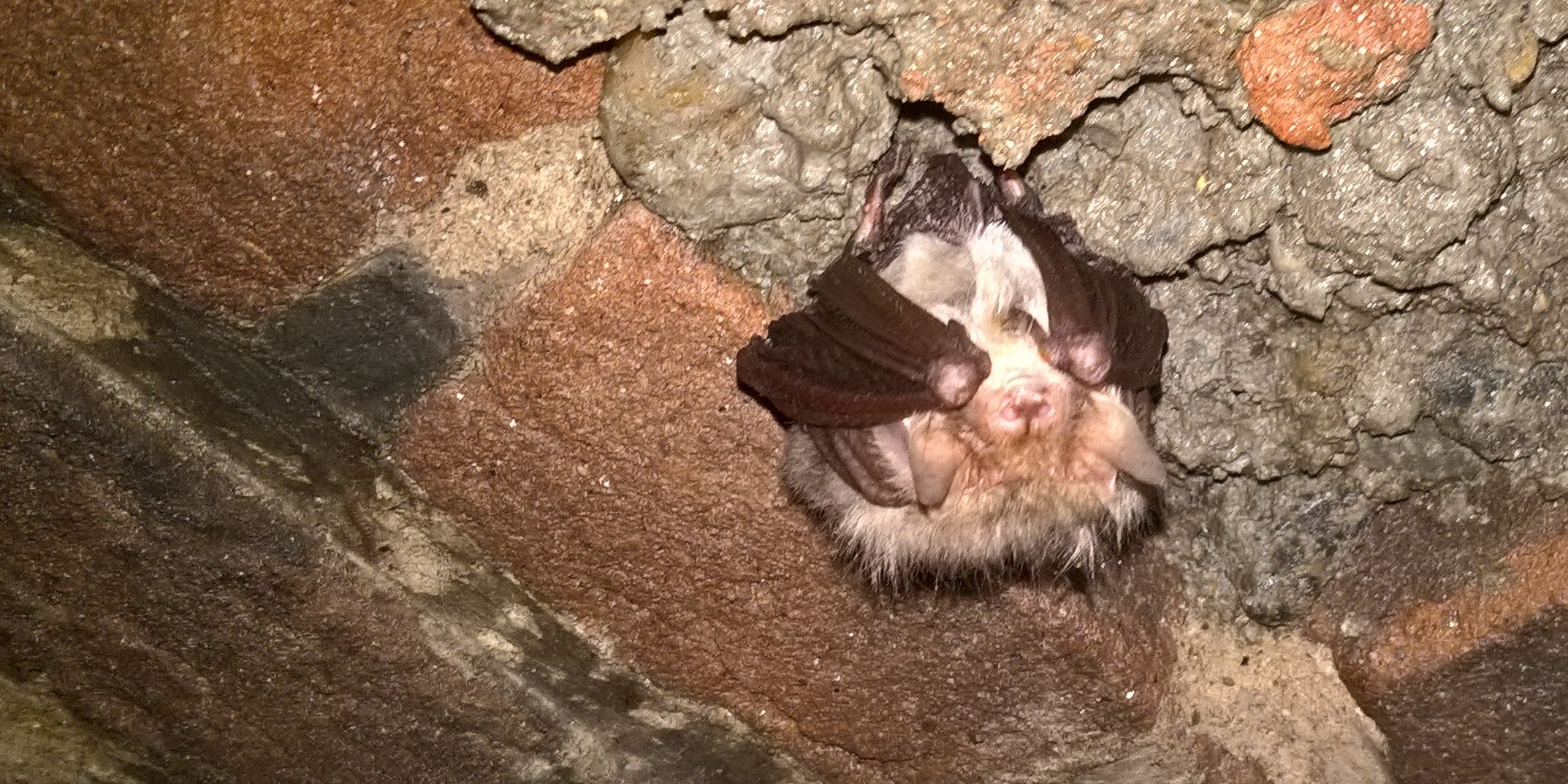 VleermuisWerkgroepNH banner