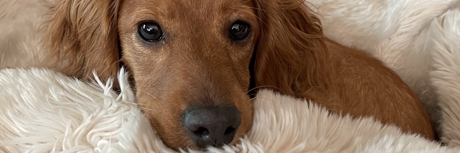 catvanhoose's profile banner image