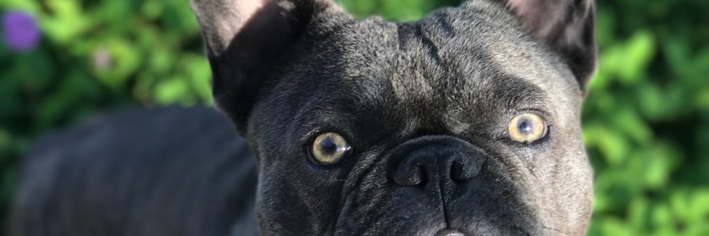 dolltyn's profile banner image