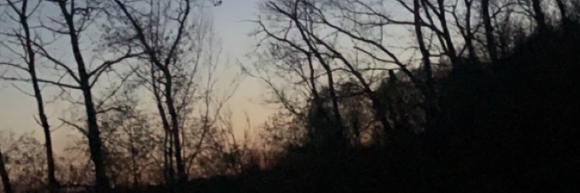 Tristan Root banner