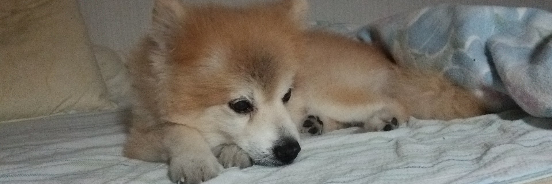 pom_rick's profile banner image