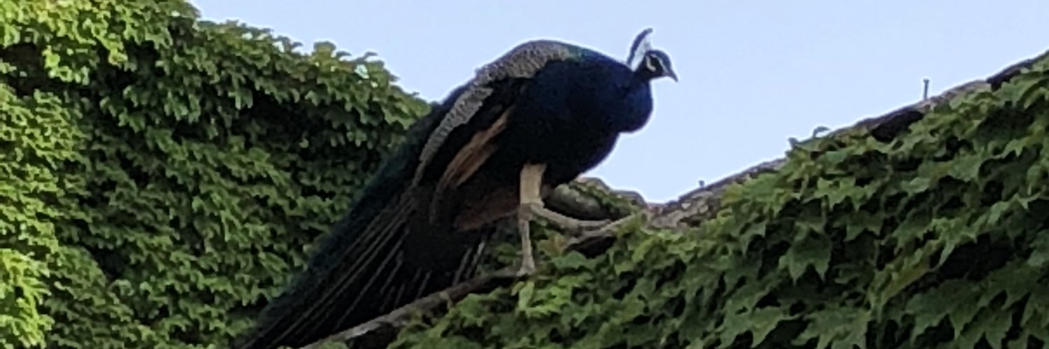 antronqui's profile banner image
