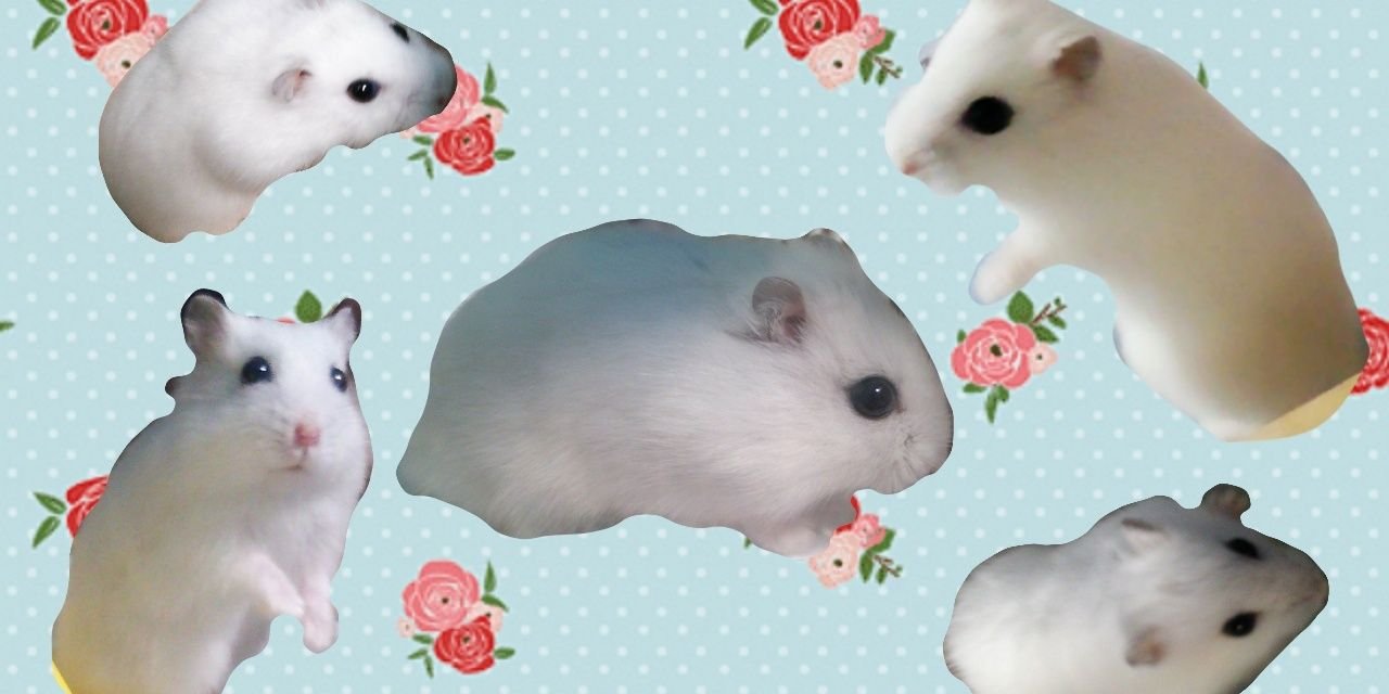 hamuomochi's profile banner image