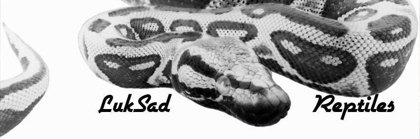 LukSadReptiles's profile banner image