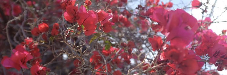มัค🌻 banner