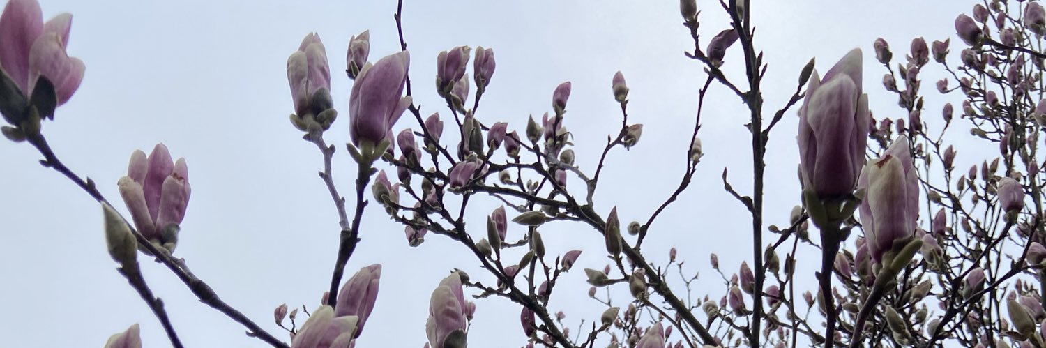 emily mcarthur banner