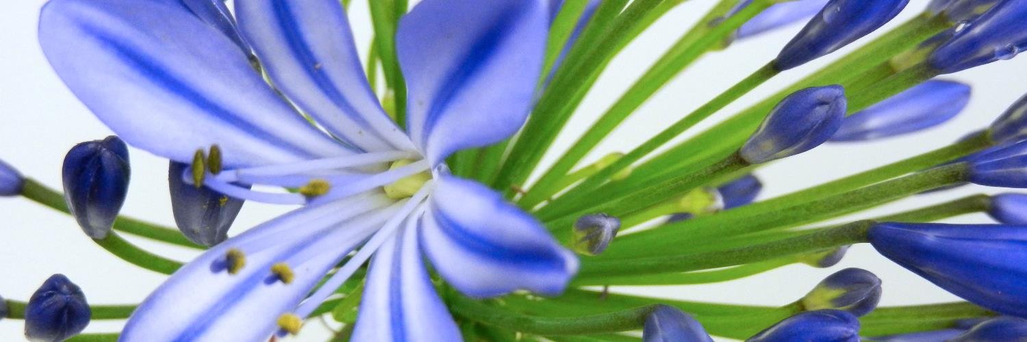 EijcoFlowers's profile banner image