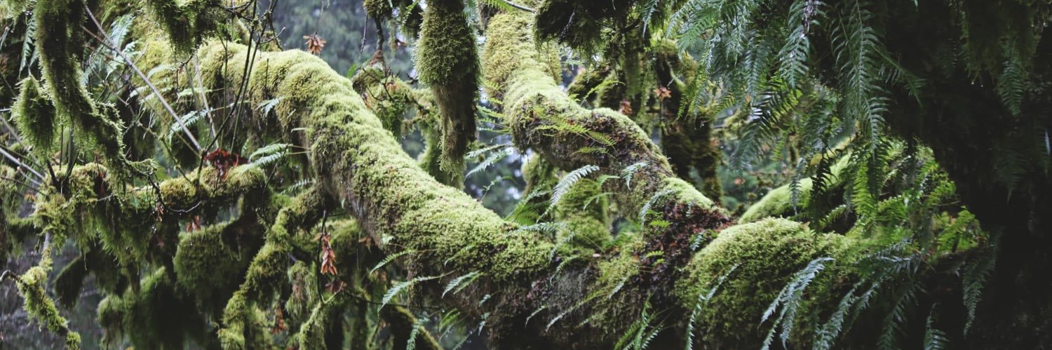 Brooke Haller banner