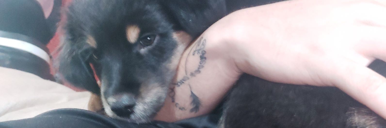 pepe_inkk's profile banner image