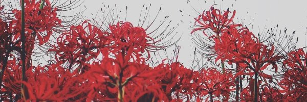 shadygone Profile Banner