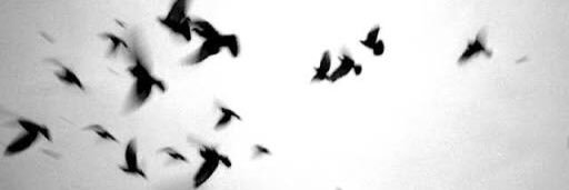 dannibram's profile banner image