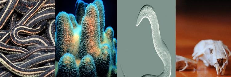 Integrative Biology banner