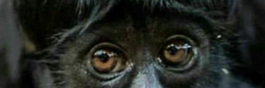 korhoz's profile banner image