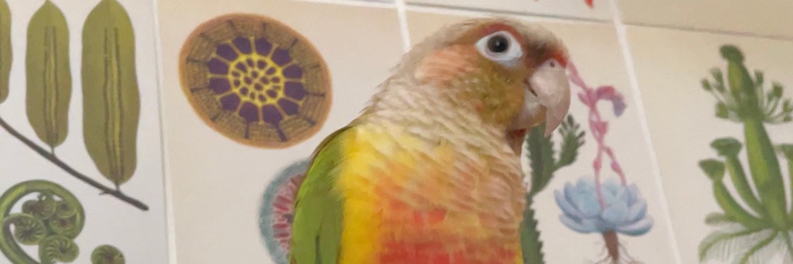somatotypical's profile banner image