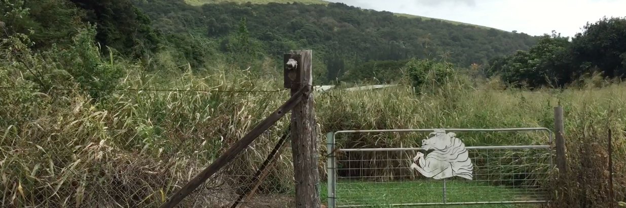 Rebecca Schankula banner