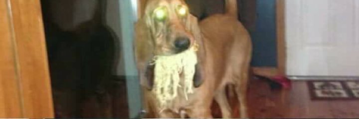 falloutbbq's profile banner image