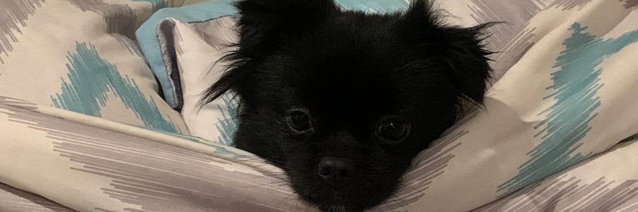 benicagnzls's profile banner image