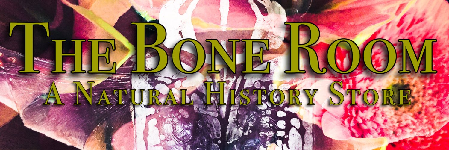 The_Bone_Room's profile banner image