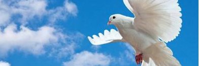 msa_sayed's profile banner image