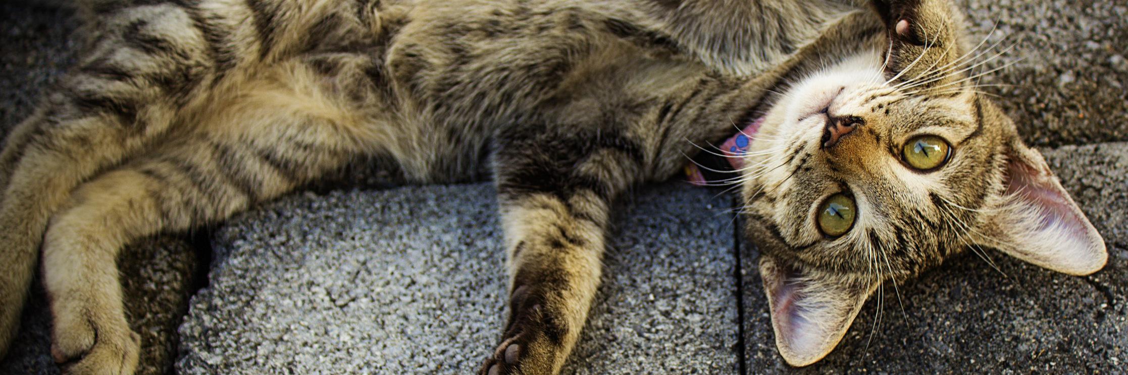 socattastic's profile banner image