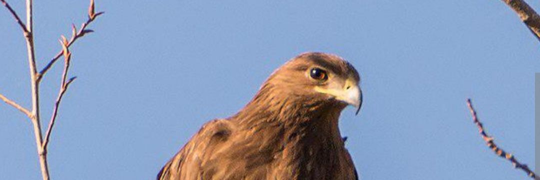 AquilaEagle2's profile banner image