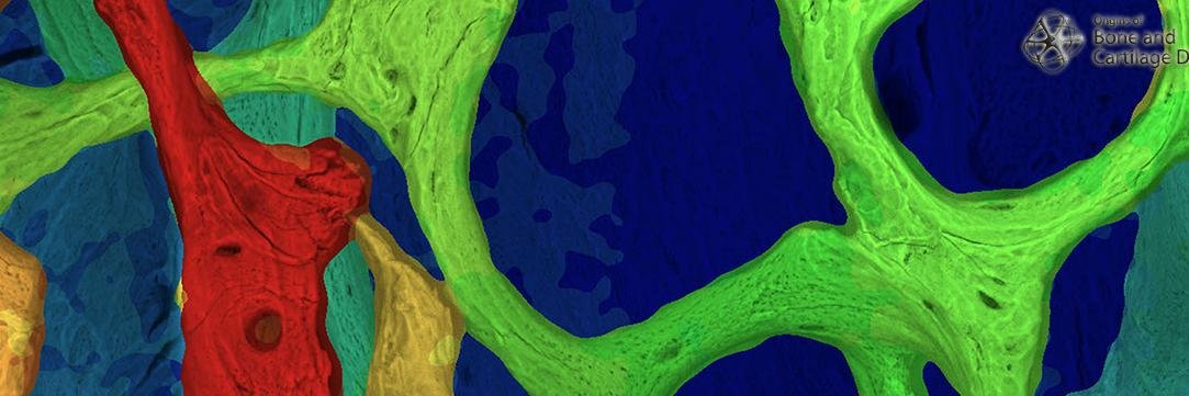 Bone_Cartilage's profile banner image